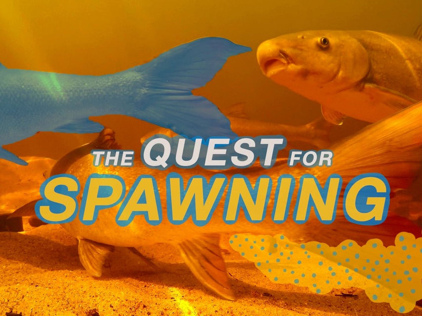 Sandfish and the Quest for Spawning