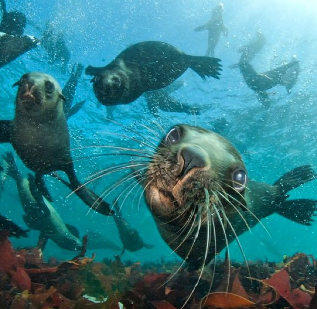 SEAL SNORKELING IN HOUT BAY