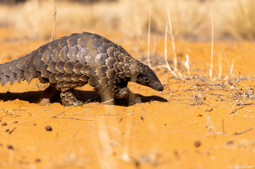 African Pangolin Working Group
